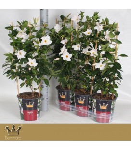 Mandevilla Jade White pot de 19