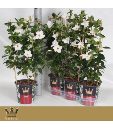 Mandevilla Jade White pot de 19