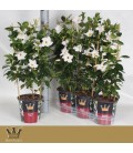 Mandevilla Jade White pot de 19