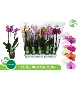 Phalaenopsis mix Ø 12 2/3 b h 55 cm