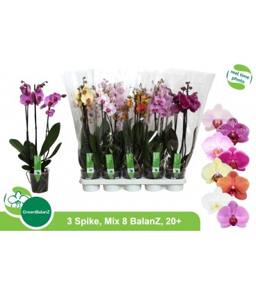 Phalaenopsis mix Ø 12 3b 60 cm