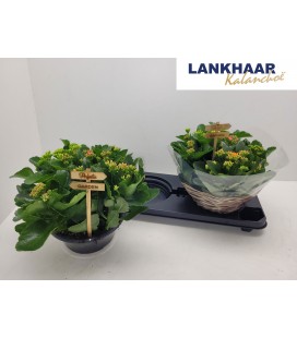 Kalanchoe Ov  coupe Ø 23 h 24