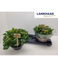 Kalanchoe coupe garden Ø 23 