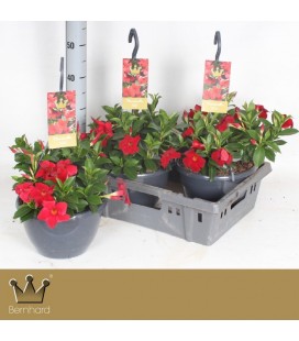 Dipladenia bella red Ø 25 h 50