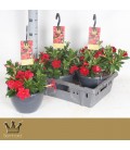 Dipladenia bella red Ø 25 h 50