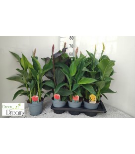 Canna Ø 17 h 70