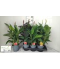 Canna Ø 17 h 70