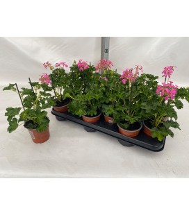 Pelargonium Decora Lila Ø 10