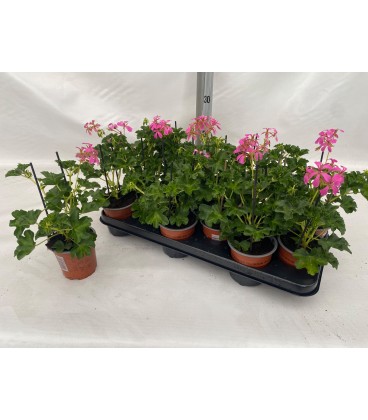 Pelargonium Decora Lila Ø 10
