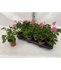 Pelargonium Decora Lila Ø 10