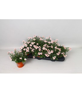 Diascia Ø 10
