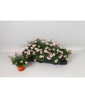 Diascia Ø 10