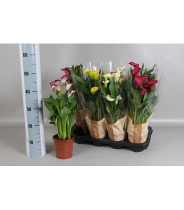 Calla mix Ø 13