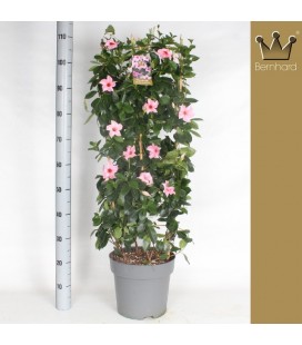 Dipladenia sun pink Ø 27 h 120