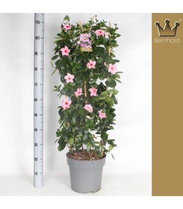 Dipladenia sun pink Ø 27 h 120