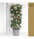 Dipladenia sun pink Ø 27 h 120