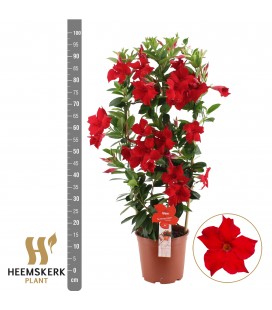 Dipladenia summerset red Ø 21 h 95