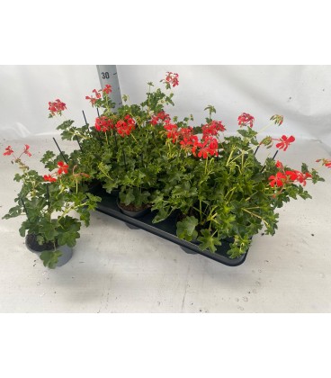 Pelargonium Decora rood Ø 10