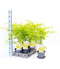 Acer Orange Dream Ø 19