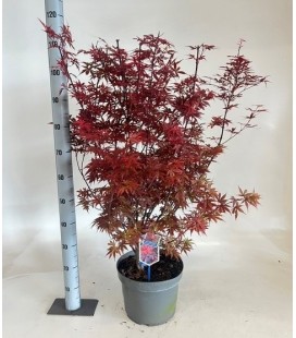 Acer Skeet Broom Ø 29