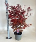 Acer Skeet Broom Ø 29