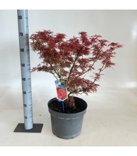 Acer schwartz Ø 29
