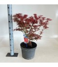 Acer schwartz Ø 29