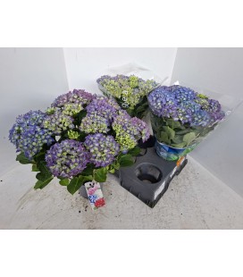 Hortensia Blauer zwerg Ø 15 h 40
