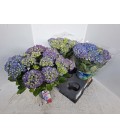 Hortensia Blauer zwerg Ø 15 h 40