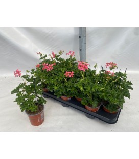 Pelargonium Decora rose Ø 10