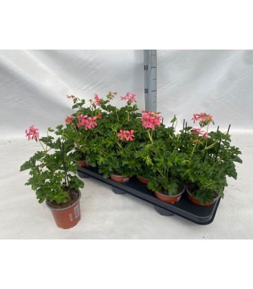 Pelargonium Decora rose Ø 10
