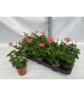 Pelargonium Decora rose Ø 10