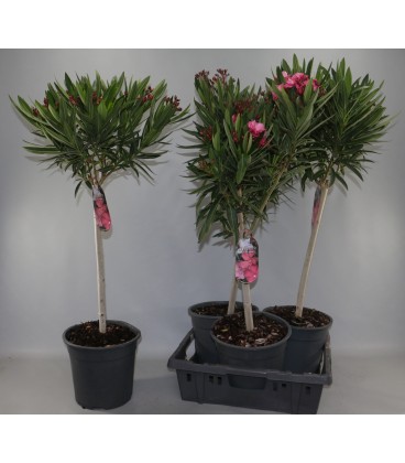 Laurier rose mix Ø 24 h 120