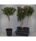 Laurier rose mix Ø 24 h 120