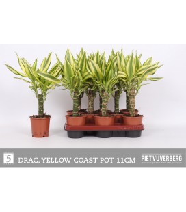 Dracaena Frag Yellow Coast Ø 11