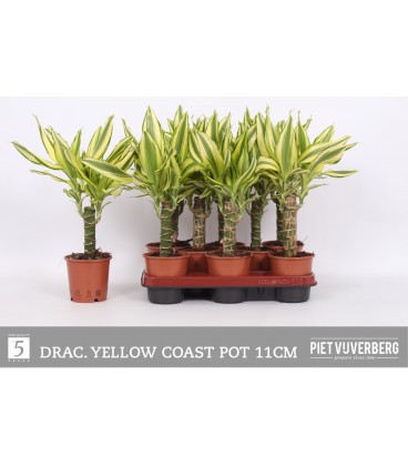 Dracaena Frag Yellow Coast Ø 11