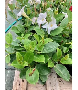 Dipladenia Rose Clair Ø 24