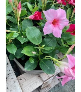 Dipladenia Rose coupe Ø 24