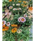 Gazania New Day 