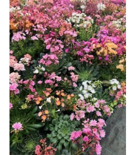 Lewisia pot 10.5 cm 