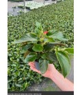 Beggonia Dragon mix Ø 10.5