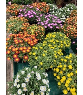 Delosperma Mix Ø21