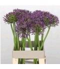 Allium Atlas 65 cm
