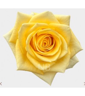 Rose Equateur Stardust 50 cm x 25