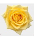 Rose Equateur Stardust 50 cm x 25