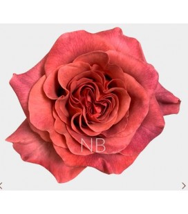 Rose Equat Razzmatass 50 cm x 25
