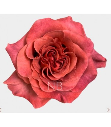 Rose Equat Razzmatass 50 cm x 25
