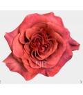 Rose Equat Razzmatass 50 cm x 25