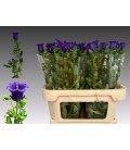 Campanule Deep Blue 75 cm