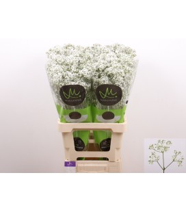 Gypsophyle million Daysy 70 cm x 20
